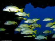 Bluestripe Snapper / Lutjanus kasmira / Kona, Dezember 14, 2005 (1/100 sec at f / 5,6, 5.7 mm)