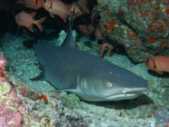 Whitetip reef shark / Triaenodon obesus / Hawaian Reef, Dezember 21, 2005 (1/80 sec at f / 4,5, 10.6 mm)