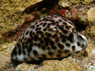 Tiger Cowrie / Cypraea tigris / Molokini Wall, Dezember 21, 2005 (1/160 sec at f / 5,6, 11.3 mm)