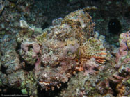 Titan Scorpionfish / Scorpaenopsis cacopsis / Pinnacle Point, Dezember 22, 2005 (1/160 sec at f / 5,6, 5.7 mm)