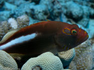 Arc-Eye Hawkfish / Paracirrhites arcatus / Molokini, Dezember 22, 2005 (1/160 sec at f / 5,6, 18.9 mm)