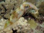 Oval Squid / Sepioteuthis lessoniana / Molokini, Dezember 23, 2005 (1/160 sec at f / 5,6, 12 mm)