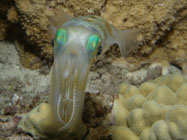 Oval Squid / Sepioteuthis lessoniana / Molokini, Dezember 23, 2005 (1/160 sec at f / 5,6, 12 mm)