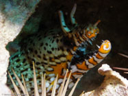 Dragon Moray / Enchelycore pardalis / Dragon Reef, Dezember 23, 2005 (1/80 sec at f / 4,8, 22.9 mm)