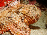 Spotted Scorpionfish / Scorpaena plumieri / Copacabana Divescenter, August 24, 2005 (1/100 sec at f / 5,6, 19.2 mm)