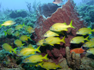 French grunt / Haemulon flavolineatum / Copacabana Divescenter, August 24, 2005 (1/100 sec at f / 5,6, 5.7 mm)