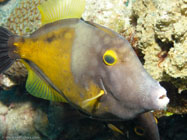 Whitespotted Filefish / Cantherhines mascrocerus / Copacabana Divescenter, August 24, 2005 (1/100 sec at f / 5,6, 15.6 mm)