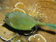 Honeycomb Cowfish / Acanthostracion polygonius / Copacabana Divescenter, September 03, 2005 (1/160 sec at f / 5,6, 11.1 mm)