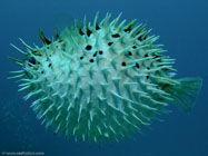 Balloonfish / Diodon holocanthus / Copacabana Divescenter, September 07, 2005 (1/160 sec at f / 5,6, 13 mm)