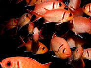 Blackbar Soldierfish / Myripristis jacobus / Havana, September 07, 2005 (1/160 sec at f / 5,6, 14.3 mm)