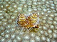 Christmas tree worm / Spirobranchus giganteus / Copacabana Divescenter, März 10, 2006 (1/200 sec at f / 5,6, 21.1 mm)