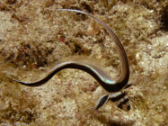 Spotted Drum / Equetus punctatus / Copacabana Divescenter, März 13, 2006 (1/100 sec at f / 8,0, 22.9 mm)