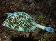 Honeycomb Cowfish / Acanthostracion polygonius / Copacabana Divescenter, März 13, 2006 (1/100 sec at f / 8,0, 22.9 mm)