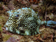 Honeycomb Cowfish / Acanthostracion polygonius / Copacabana Divescenter, März 13, 2006 (1/100 sec at f / 8,0, 22.9 mm)