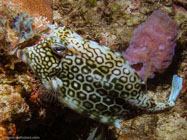 Honeycomb Cowfish / Acanthostracion polygonius / Copacabana Divescenter, März 13, 2006 (1/100 sec at f / 8,0, 12.2 mm)