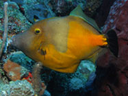 Whitespotted Filefish / Cantherhines mascrocerus / Copacabana Divescenter, März 15, 2006 (1/80 sec at f / 5,6, 13.2 mm)