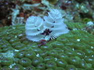 Christmas tree worm / Spirobranchus giganteus / Copacabana Divescenter, März 15, 2006 (1/100 sec at f / 5,6, 22.9 mm)