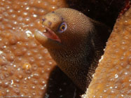 Goldentail Moray / Gymnothorax miliaris / Copacabana Divescenter, März 15, 2006 (1/200 sec at f / 5,6, 22.9 mm)