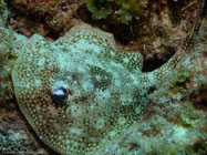 Yellow Stingray / Urolophus jamaicensis / Copacabana Divescenter, März 15, 2006 (1/200 sec at f / 5,6, 22.9 mm)