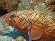 Red hind / Epinephelus guttatus / Maria La Gorda, März 25, 2006 (1/125 sec at f / 5,6, 18.1 mm)