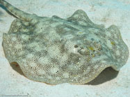 Yellow Stingray / Urolophus jamaicensis / Maria La Gorda, März 25, 2006 (1/100 sec at f / 6,3, 14.9 mm)