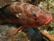 Red hind / Epinephelus guttatus / Maria La Gorda, März 26, 2006 (1/100 sec at f / 4,0, 13.8 mm)