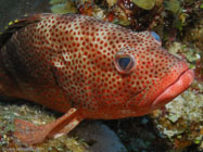 Red hind / Epinephelus guttatus / Maria La Gorda, März 26, 2006 (1/100 sec at f / 4,0, 13.8 mm)