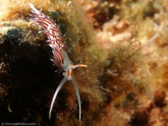 Nudibranch / Cratena peregrina / Porquerolle, September 05, 2006 (1/200 sec at f / 8,0, 11.5 mm)