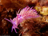 Nudibranch / Flabellina affinis / Porquerolle, September 05, 2006 (1/200 sec at f / 8,0, 11.5 mm)