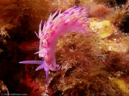 Nudibranch / Flabellina affinis / Porquerolle, September 05, 2006 (1/200 sec at f / 8,0, 11.5 mm)