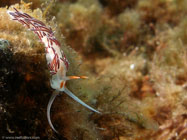 Nudibranch / Cratena peregrina / Porquerolle, September 05, 2006 (1/200 sec at f / 8,0, 11.5 mm)