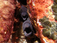 Mediterranean moray / Muraena helena / Porquerolle, September 06, 2006 (1/125 sec at f / 5,6, 5.7 mm)