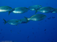 Cow bream / Sarpa salpa / Porquerolle, September 06, 2006 (1/100 sec at f / 5,6, 15.4 mm)