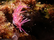 Nudibranch / Flabellina affinis / Porquerolle, September 07, 2006 (1/200 sec at f / 8,0, 11.5 mm)