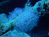 Painted tunicate / Clavelina picta / Varadero, März 18, 2006 (1/80 sec at f / 5,6, 22.9 mm)