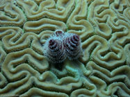 Christmas tree worm / Spirobranchus giganteus / Varadero, März 18, 2006 (1/100 sec at f / 8,0, 22.9 mm)