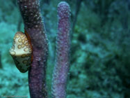 Flamingo tongue / Cyphoma gibbosum / Varadero, März 18, 2006 (1/80 sec at f / 8,0, 22.9 mm)