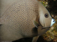 Gray angelfish / Pomacanthus arcuatus / Varadero, März 19, 2006 (1/125 sec at f / 5,6, 14.5 mm)