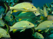 Bluestriped grunt / Haemulon sciurus / Varadero, März 19, 2006 (1/160 sec at f / 5,6, 11.3 mm)