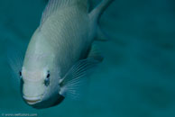 Golden Damsel / Amblyglyphidodon aureus / Eddy Reef, Juli 21, 2007 (1/160 sec at f / 8,0, 62 mm)