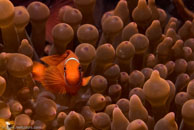 Spine-cheek Anemonefish / Premnas biaculeatus / Eddy Reef, Juli 21, 2007 (1/160 sec at f / 8,0, 62 mm)