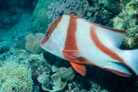 Red emperor / Lutjanus sebae / Eddy Reef, Juli 21, 2007 (1/160 sec at f / 8,0, 62 mm)