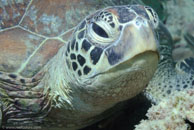 Green turtle / Chelonia mydas / Eddy Reef, Juli 21, 2007 (1/160 sec at f / 8,0, 62 mm)