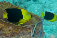 Rock Beauty / Holacanthus tricolor / Varadero, März 03, 2007 (1/100 sec at f / 6,3, 70 mm)