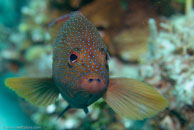 Coney / Cephalopholis fulva / Varadero, März 03, 2007 (1/100 sec at f / 6,3, 70 mm)