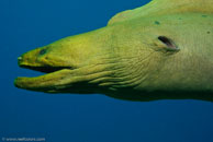 Green moray / Gymnothorax funebris / Varadero, März 04, 2007 (1/125 sec at f / 9,0, 38 mm)