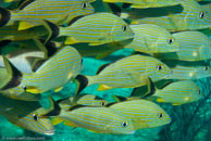 Bluestriped Grunt / Haemulon sciurus / Varadero, März 04, 2007 (1/125 sec at f / 8,0, 62 mm)