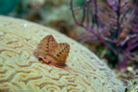 Christmas tree worm / Spirobranchus giganteus / Copacabana Divescenter, März 04, 2007 (1/125 sec at f / 7,1, 70 mm)