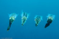 Bigfin Reef Squid / Sepioteuthis lessoniana / Turtle Gully, Juli 07, 2007 (1/125 sec at f / 10, 62 mm)