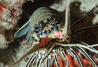 Painted Crayfish / Panulirus versicolor / Turtle Gully, Juli 07, 2007 (1/125 sec at f / 10, 62 mm)